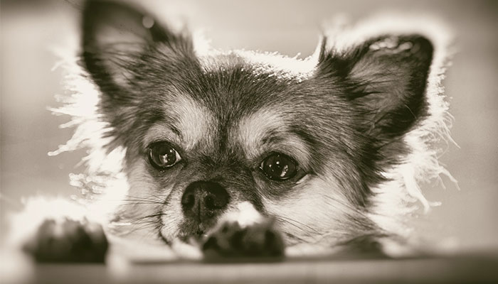 Chihuahua-breeding-