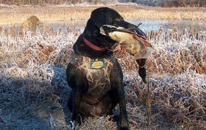 Hunting Dog Breeds: Not as Fierce as They Seem