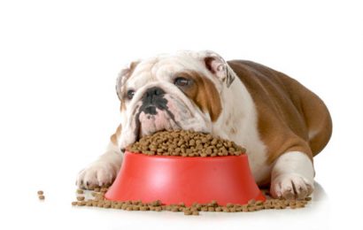 Make Your Own Dog Food and Guarantee the Health of Your Dog