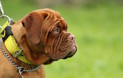 Thinking of Adopting a Big Dog? Check Out These Tips!