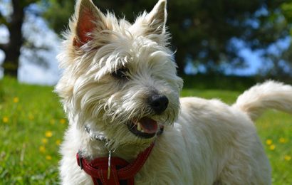 Cairn Terriers – Playful and Fun-Loving Pets