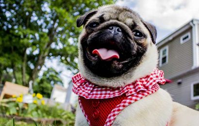 The Basics of The Pug Breed Standard