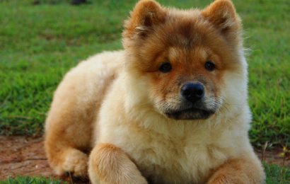 Chow Chow Puppy and Dog Information
