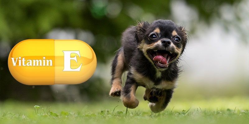 Vitamin E for Dogs – The Benefits of Vitamin E for Dogs