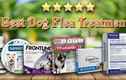 6 Best Dog Flea Treatments
